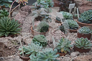 Cactus. Botanical garden.