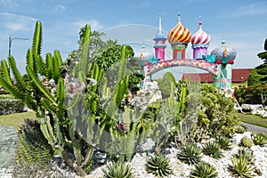 Cactus in a Botanical Garden