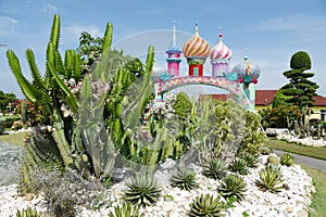 Cactus in a Botanical Garden