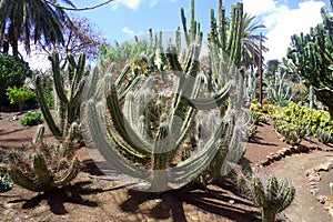 Cactus in botanical garden in Fuerteventura island