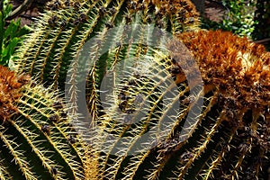 Cactus in botanical garden in Fuerteventura island