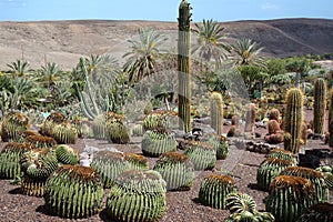 Cactus in botanical garden in Fuerteventura island