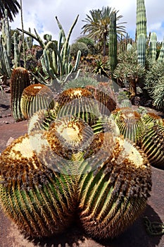 Cactus in botanical garden in Fuerteventura island