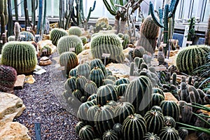 Cactus in a Botanical Garden in Geneva