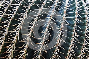 Cactus in a Botanical Garden in Geneva