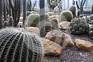 Cactus in a Botanical Garden in Geneva