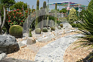 Cactus in a Botanical Garden