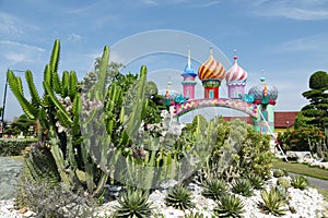 Cactus in a Botanical Garden