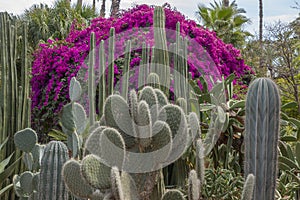 Cactus and bougainvilleaflowers with palm trees