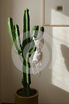 Cactus and bra