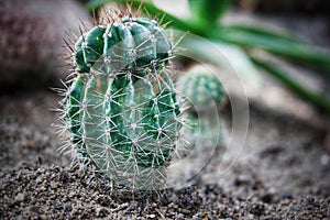 Cactus of Brasilia