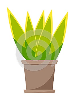 Green home plant in brown ceramic pot. Flat vector illustration of room plant. Home decoration