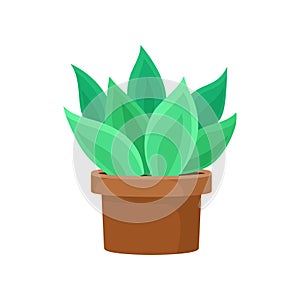 Cactus with bright green leaves in brown ceramic pot. Succulent plant for home decor. Flat vector icon of small