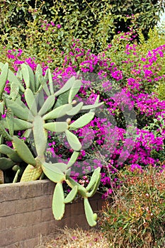 Cactus and Bright Pink Bougainvillia in the Monarch Butterfly Grove, Pismo Beach, California