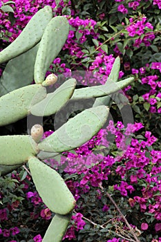 Cactus and Bright Pink Bougainvillia in the Monarch Butterfly Grove, Pismo Beach, California