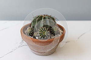 Cactus in a brown clay pot