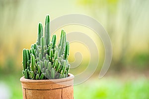The cactus in a brown clay pot is named Cereus tetragonus