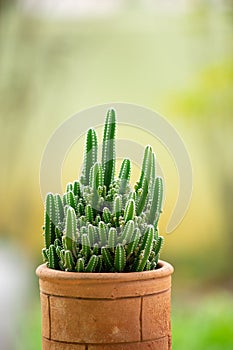 The cactus in a brown clay pot is named Cereus tetragonus photo