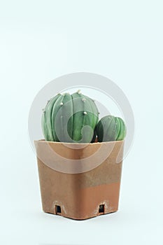 A Cactus in a brown pot isolated on light blue background