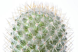 Cactus in brown pot on white background isolated.