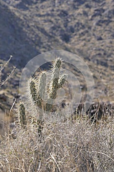 Cactus Brush South of Palm Springs California Desert