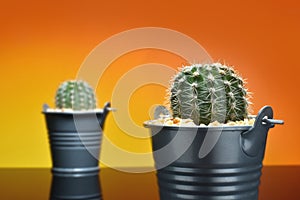 Cactus in a bucket pots and cactus blur backdrop - Concept fo