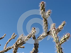 Cactus Buckhorn Cholla Opuntia acanthocarpa photo
