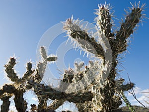 Cactus Buckhorn Cholla Opuntia acanthocarpa photo