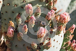 Cactus buds close up.