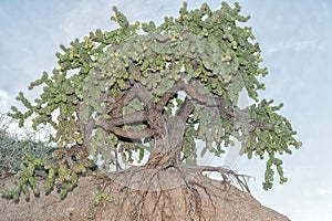 Cactus in Cabo Pulmo Baja California national park panorama