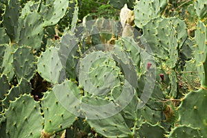 Cactus. Cactaceae. Background