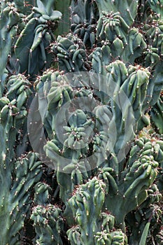 Cactus Cactaceae, Cereus Hildmannianus 'Monstrose'