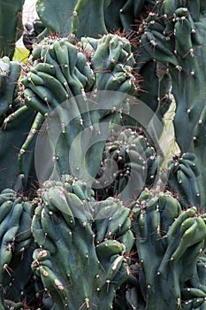 Cactus Cactaceae, Cereus Hildmannianus 'Monstrose'