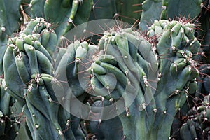Cactus Cactaceae, Cereus Hildmannianus 'Monstrose'