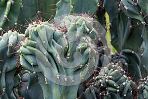 Cactus Cactaceae, Cereus Hildmannianus 'Monstrose'