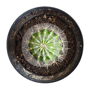 Cactus Cactaceae plant isolated over white