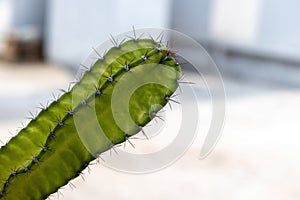 Cactus (Cactaceae) plants with sharp thorns on a blurry background. photo