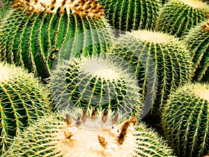 Cactus cacti