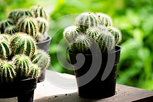 Cactus (cacti, cactuses, Leuchtenbergiaceae) on the pot. Cactus is a member of the plant family Cactaceae