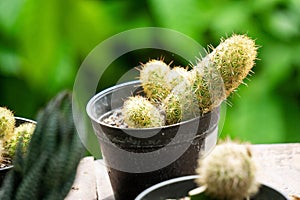 Cactus (cacti, cactuses, Leuchtenbergiaceae) on the pot. Cactus is a member of the plant family Cactaceae