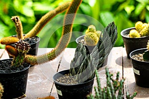 Cactus (cacti, cactuses, Leuchtenbergiaceae) on the pot. Cactus is a member of the plant family Cactaceae photo