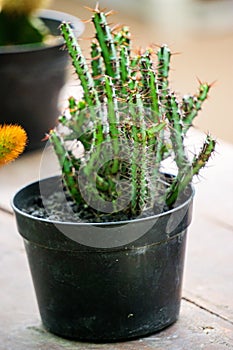 Cactus (cacti, cactuses, Leuchtenbergiaceae) on the pot. Cactus is a member of the plant family Cactaceae photo