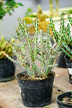 Cactus (cacti, cactuses, Leuchtenbergiaceae) on the pot. Cactus is a member of the plant family Cactaceae photo