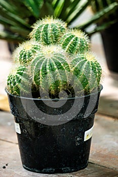 Cactus (cacti, cactuses, Leuchtenbergiaceae) on the pot. Cactus is a member of the plant family Cactaceae photo