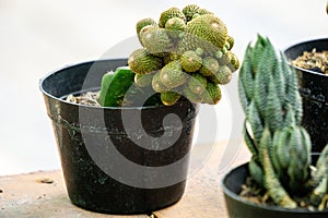 Cactus (cacti, cactuses, Leuchtenbergiaceae) on the pot. Cactus is a member of the plant family Cactaceae photo