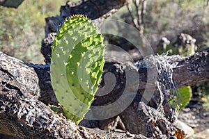 Cactus