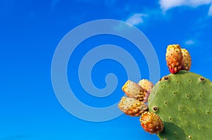 Cactus with cactus fig against blue sky with space for text