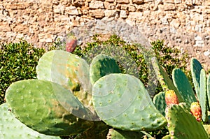 Cactus with cactus fig in front of a stone wall