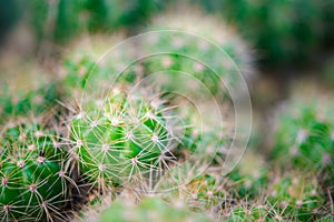 Cactus and Cactus flowers popular for decorative