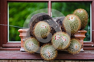 Cactus in a cactus pot